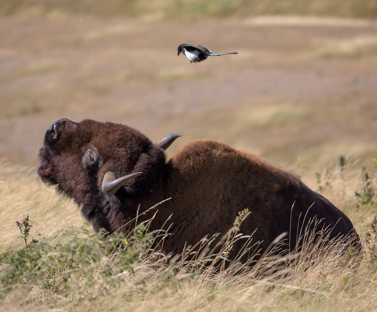 American bison; common magpie : Whipsnade : 12 Aug 2016