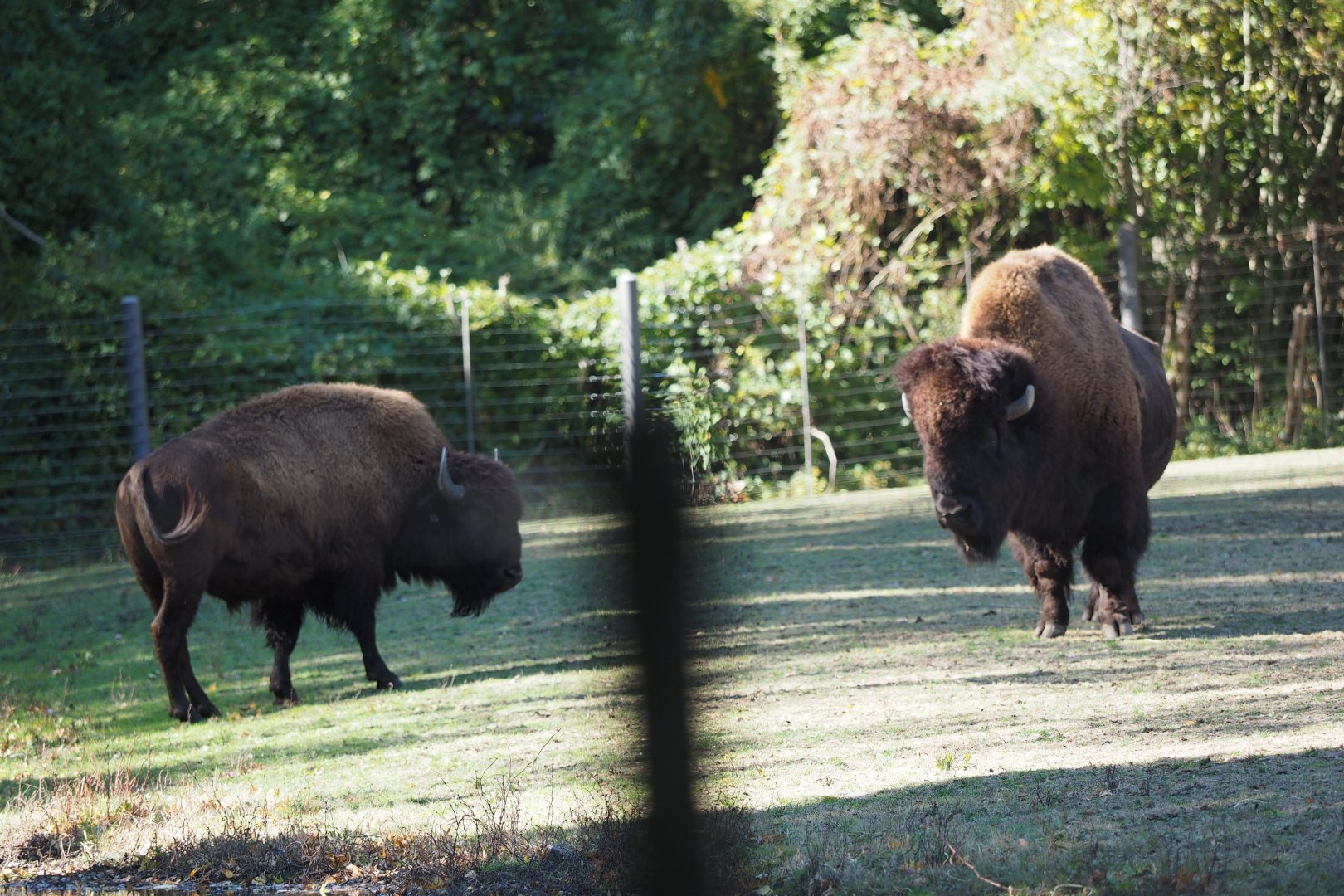 American bison cow and bull