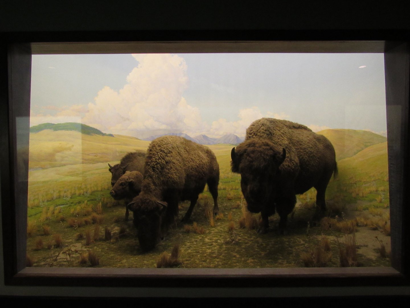 American Bison Diorama