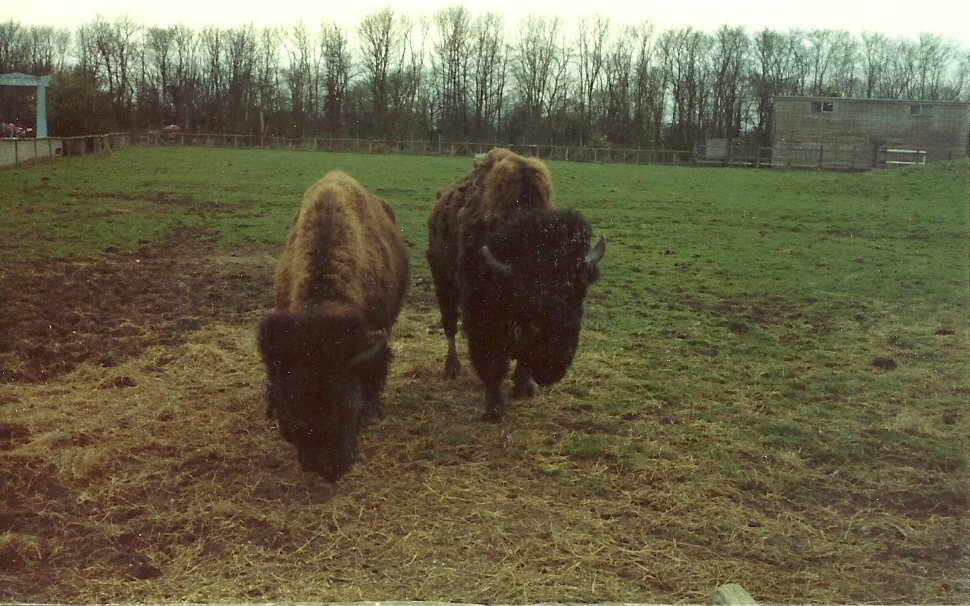 American Bison early 1980s