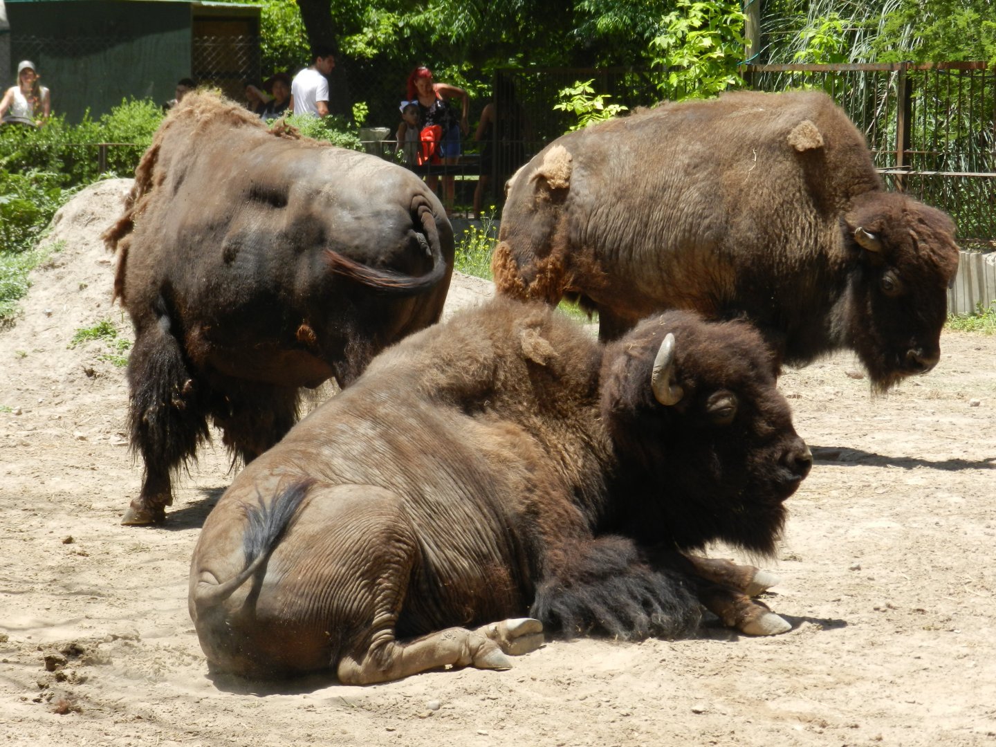 American bison - Ecoparque BA