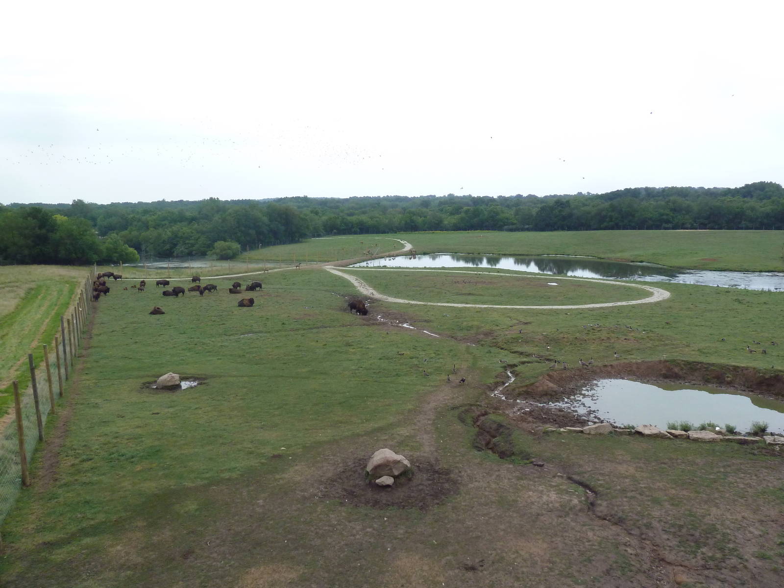 American Bison/Elk/White-Tailed Deer Exhibit (Temporary Paddock)