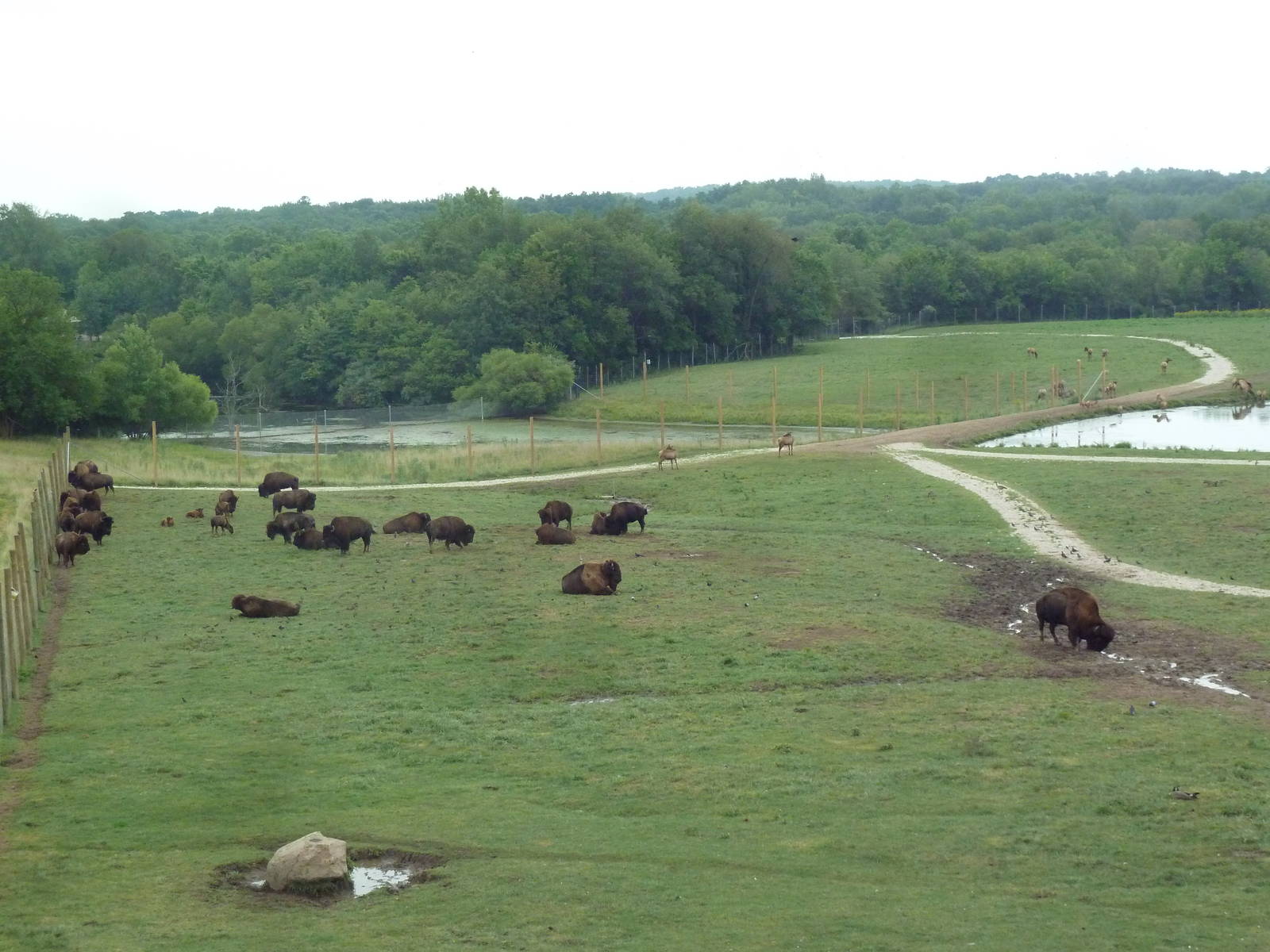 American Bison/Elk/White-Tailed Deer Exhibit (Temporary Paddock)