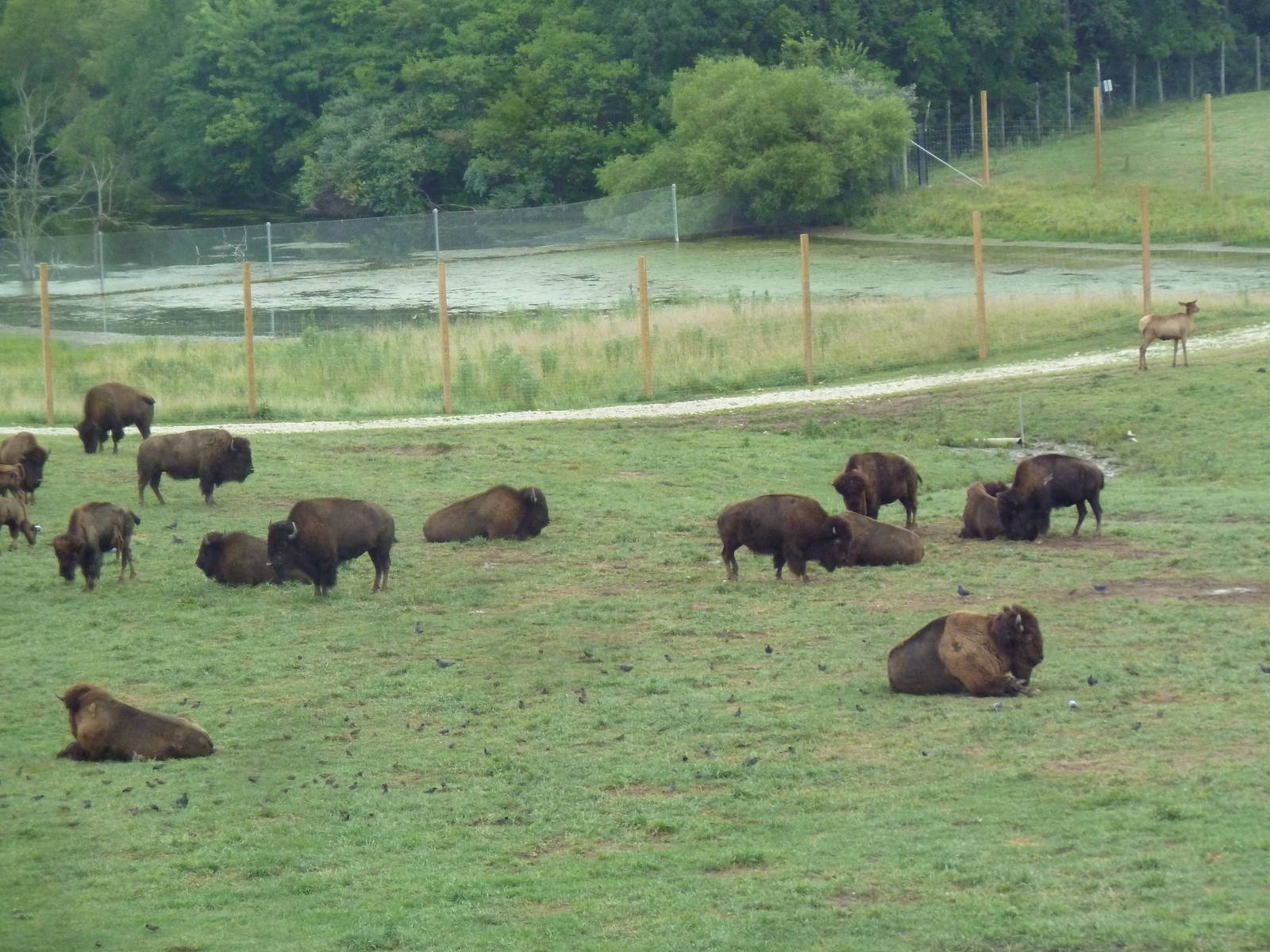 American Bison/Elk/White-Tailed Deer Exhibit (Temporary Paddock)