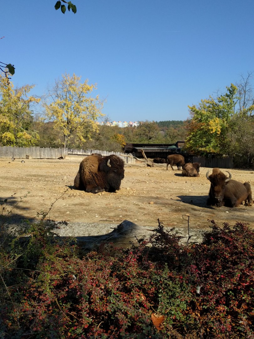 American Bison Enclosure Zoo Praha 2018