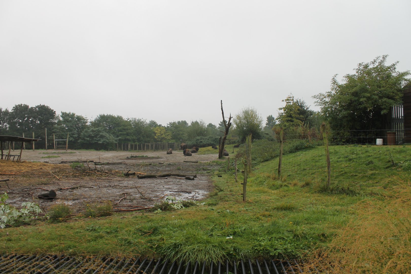 American bison-enclosure