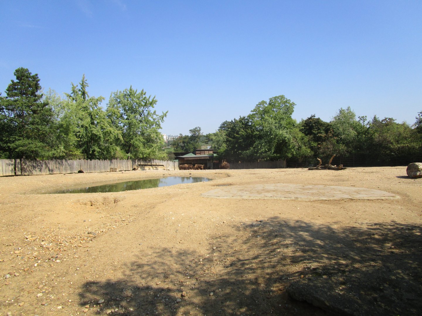 American Bison Enclosure