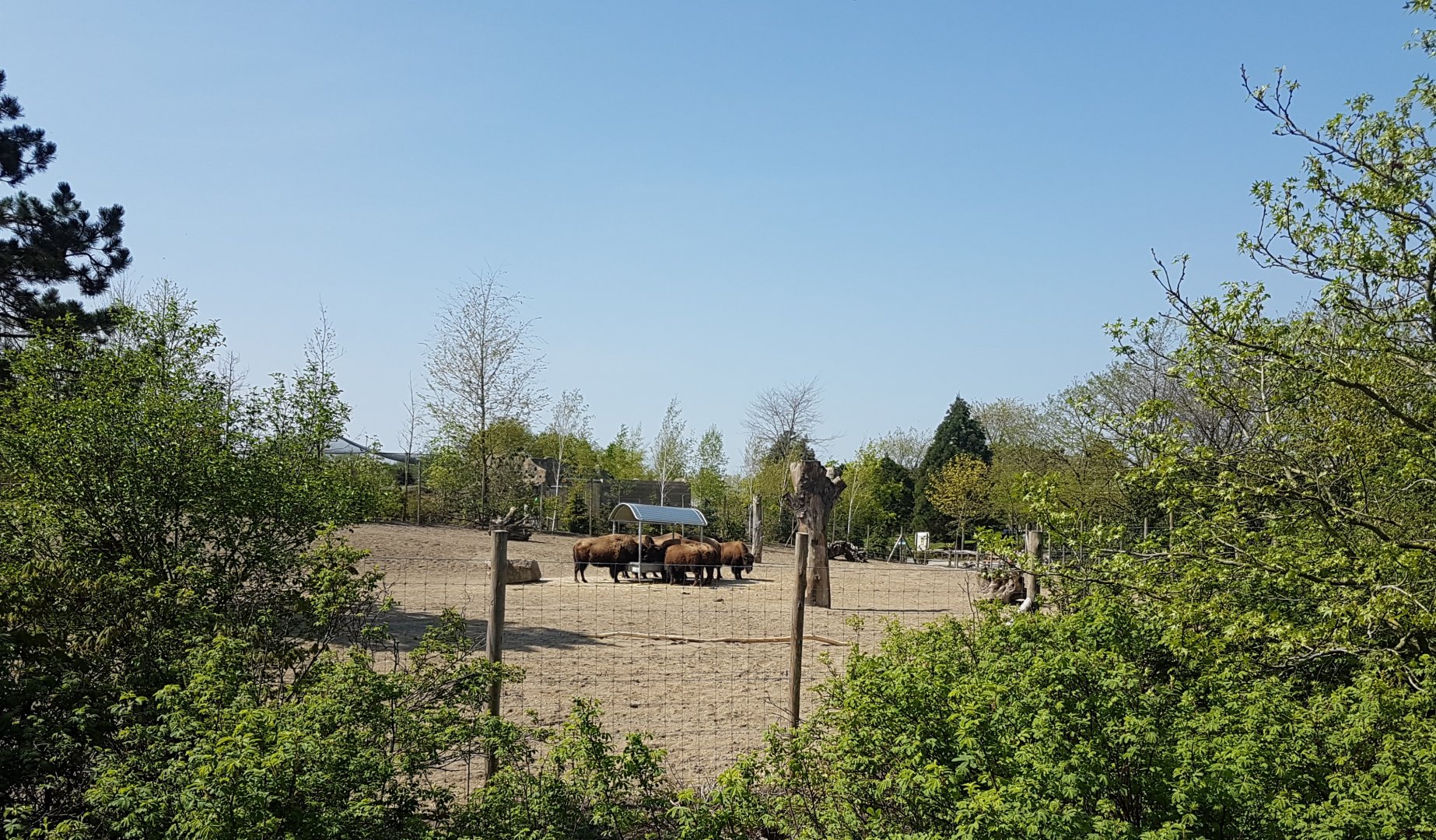 American bison enclosure
