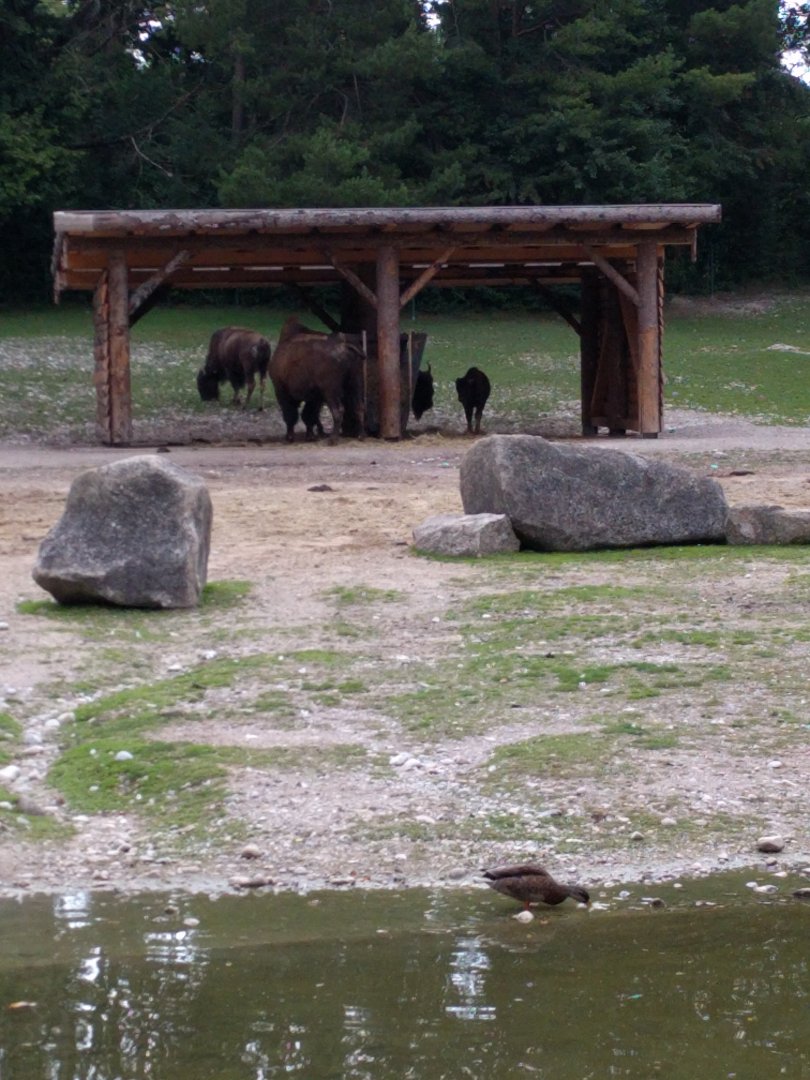 American Bison Enclosure