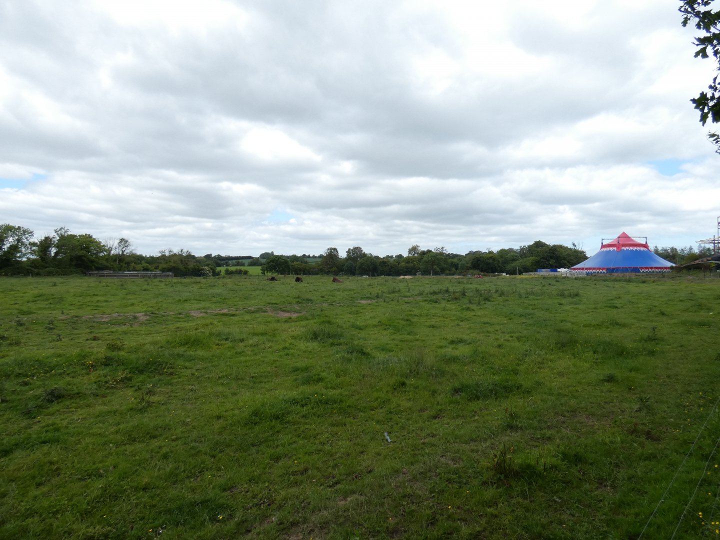 American bison enclosure