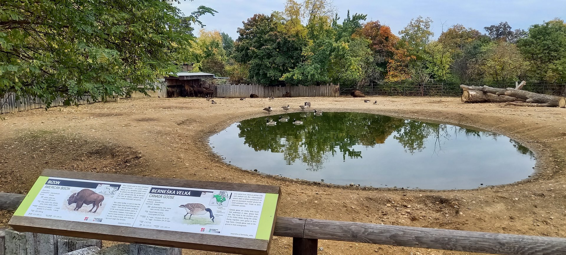 American bison enclosure
