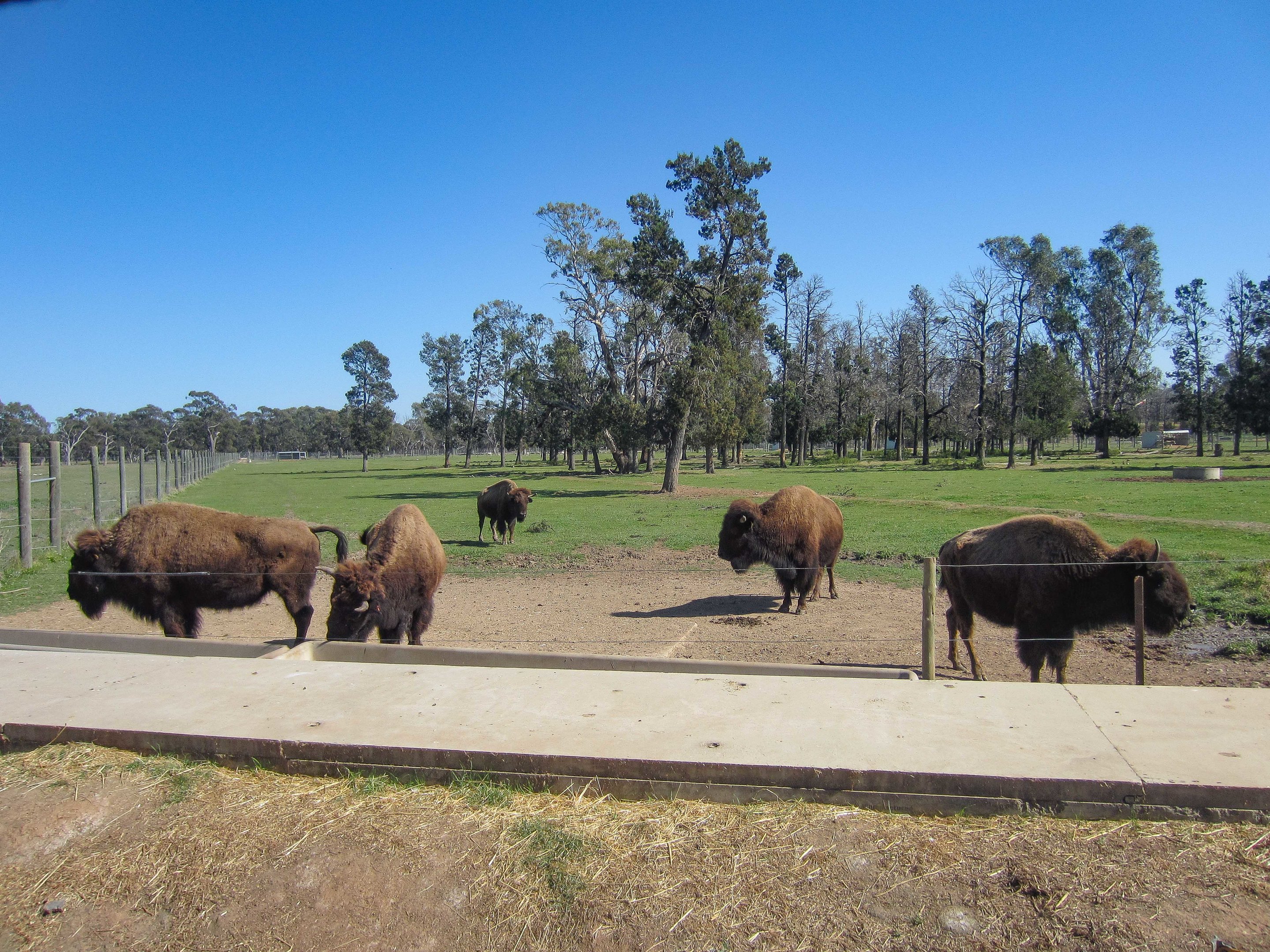 American Bison enclosure