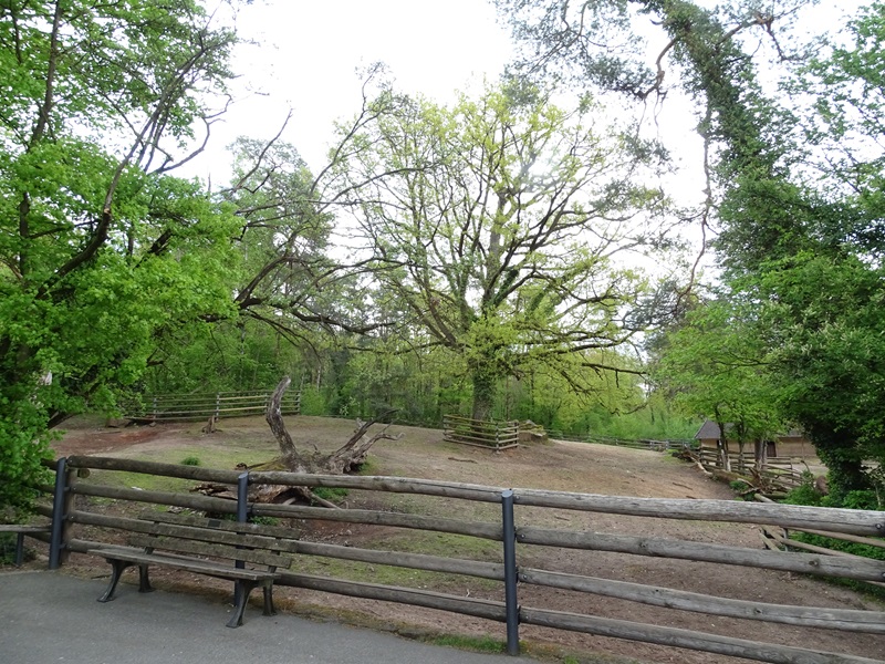 American bison enclosure