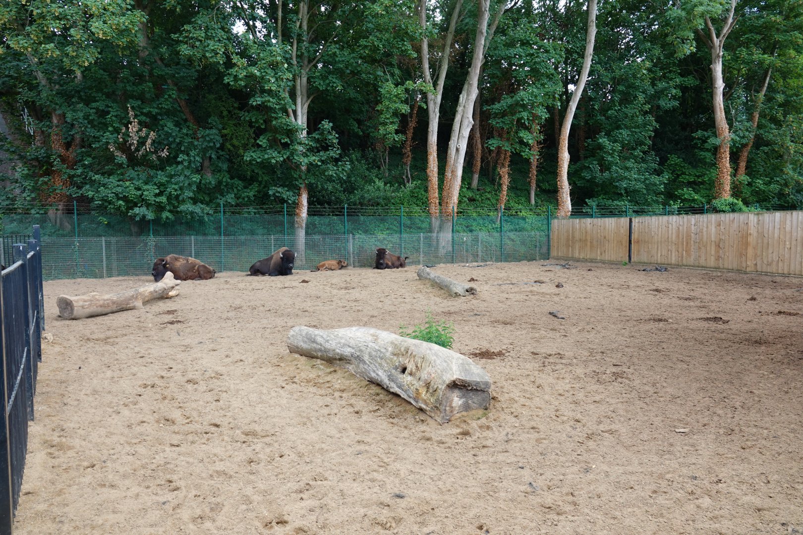 American bison enclosure