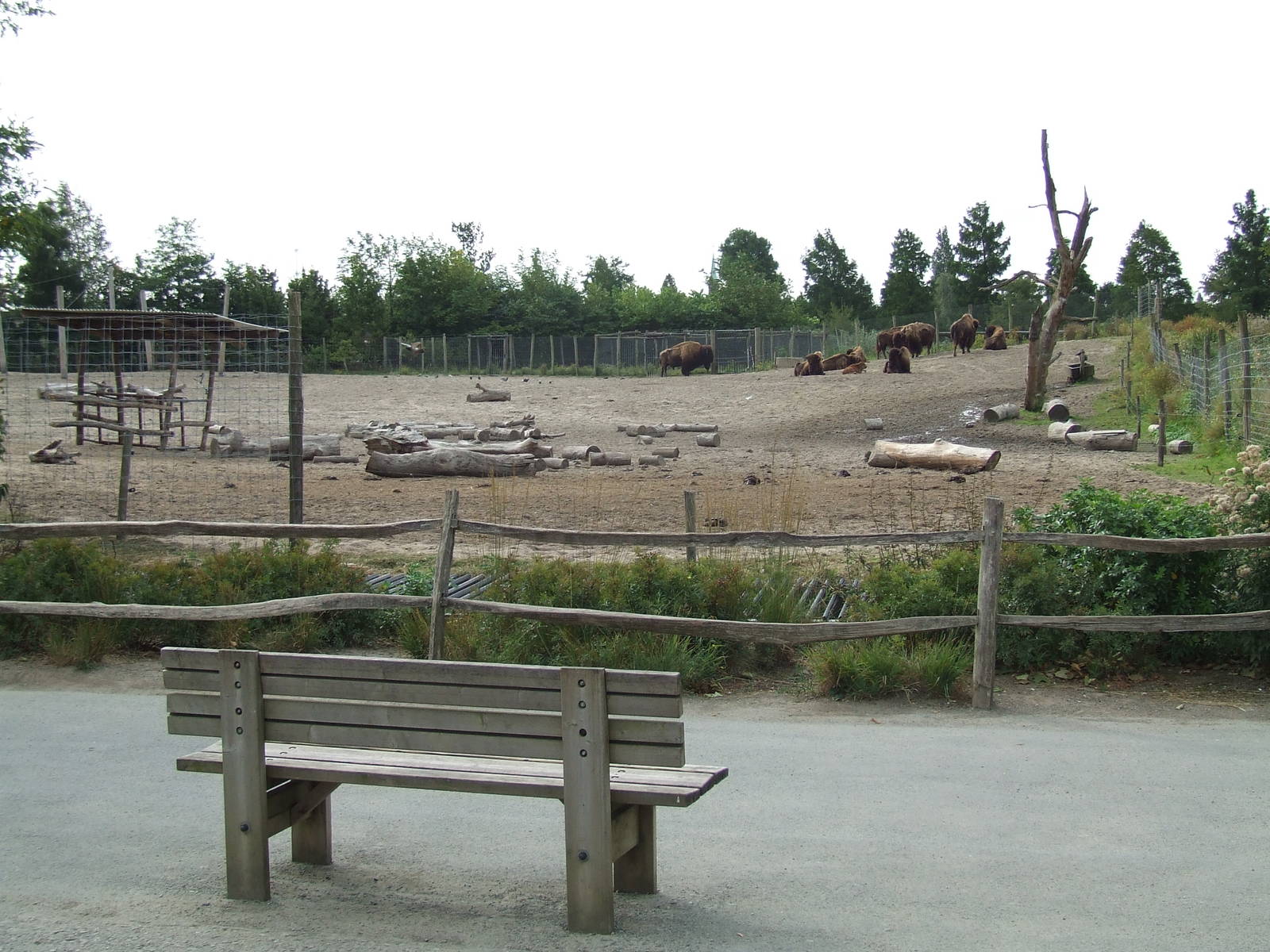 American Bison enclosure