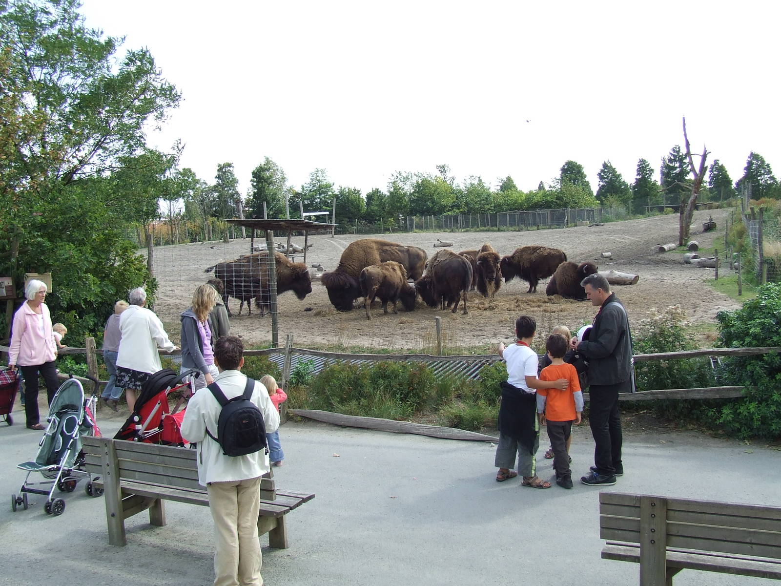 American Bison enclosure