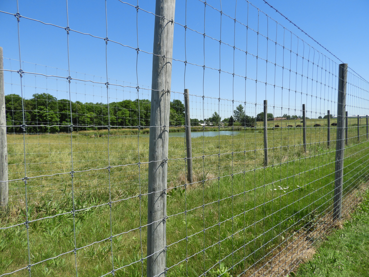 American Bison exhibit #1 - Zoo Drive - Wildwood Zoo