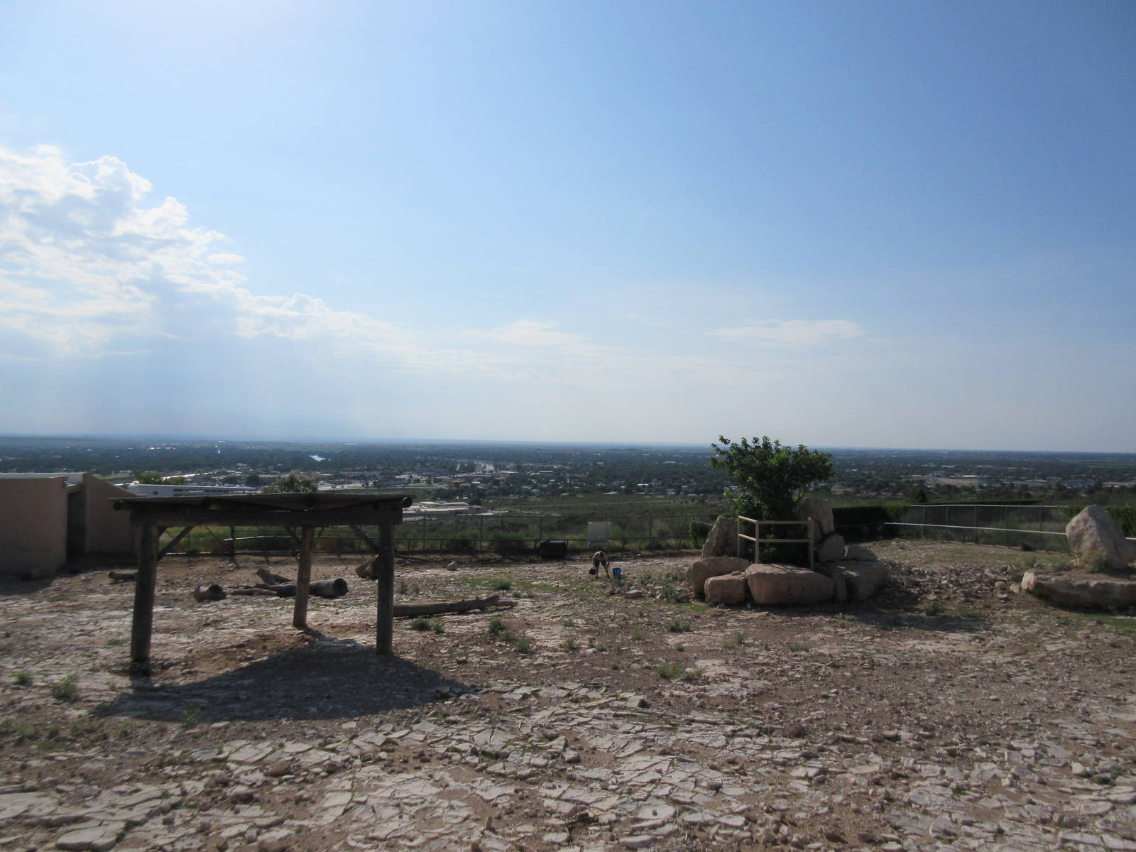 American Bison Exhibit #2