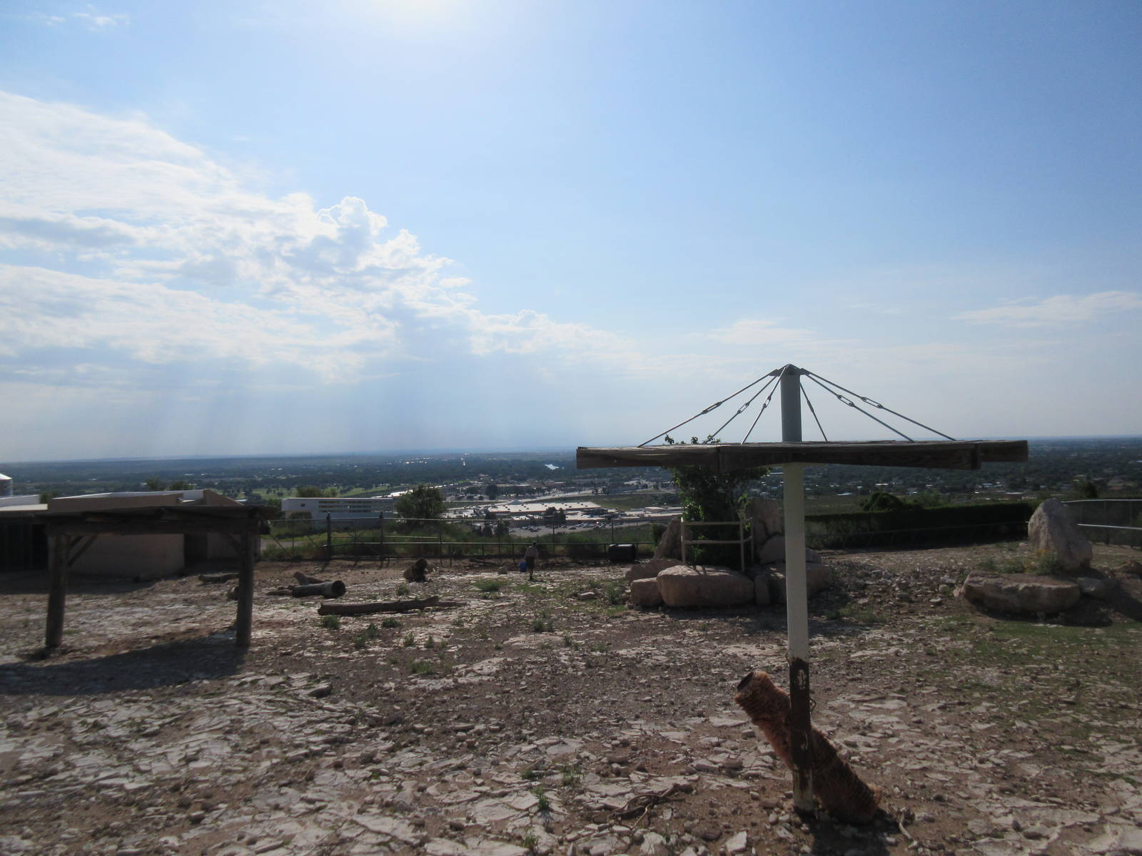 American Bison Exhibit #2