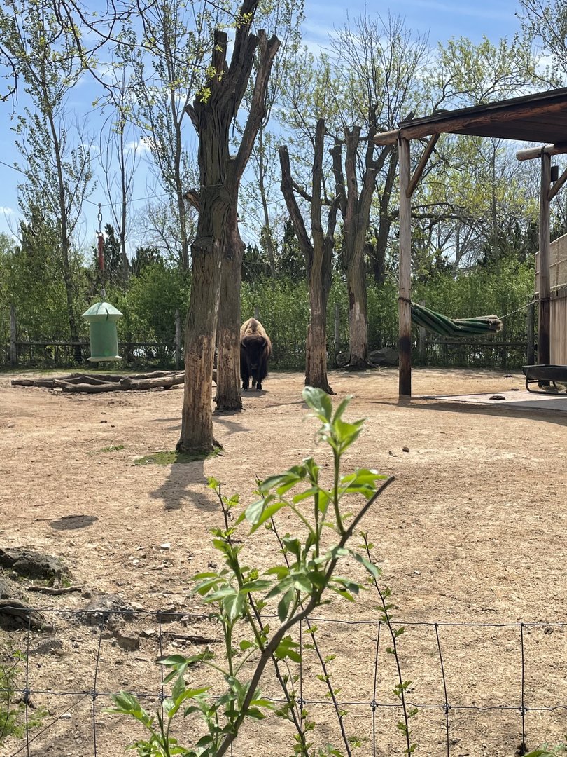 American Bison Exhibit (5/2/21)
