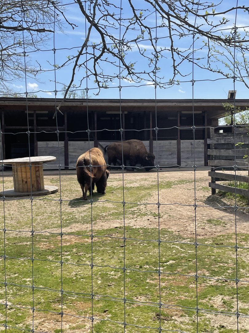 American Bison Exhibit (5/2/21)