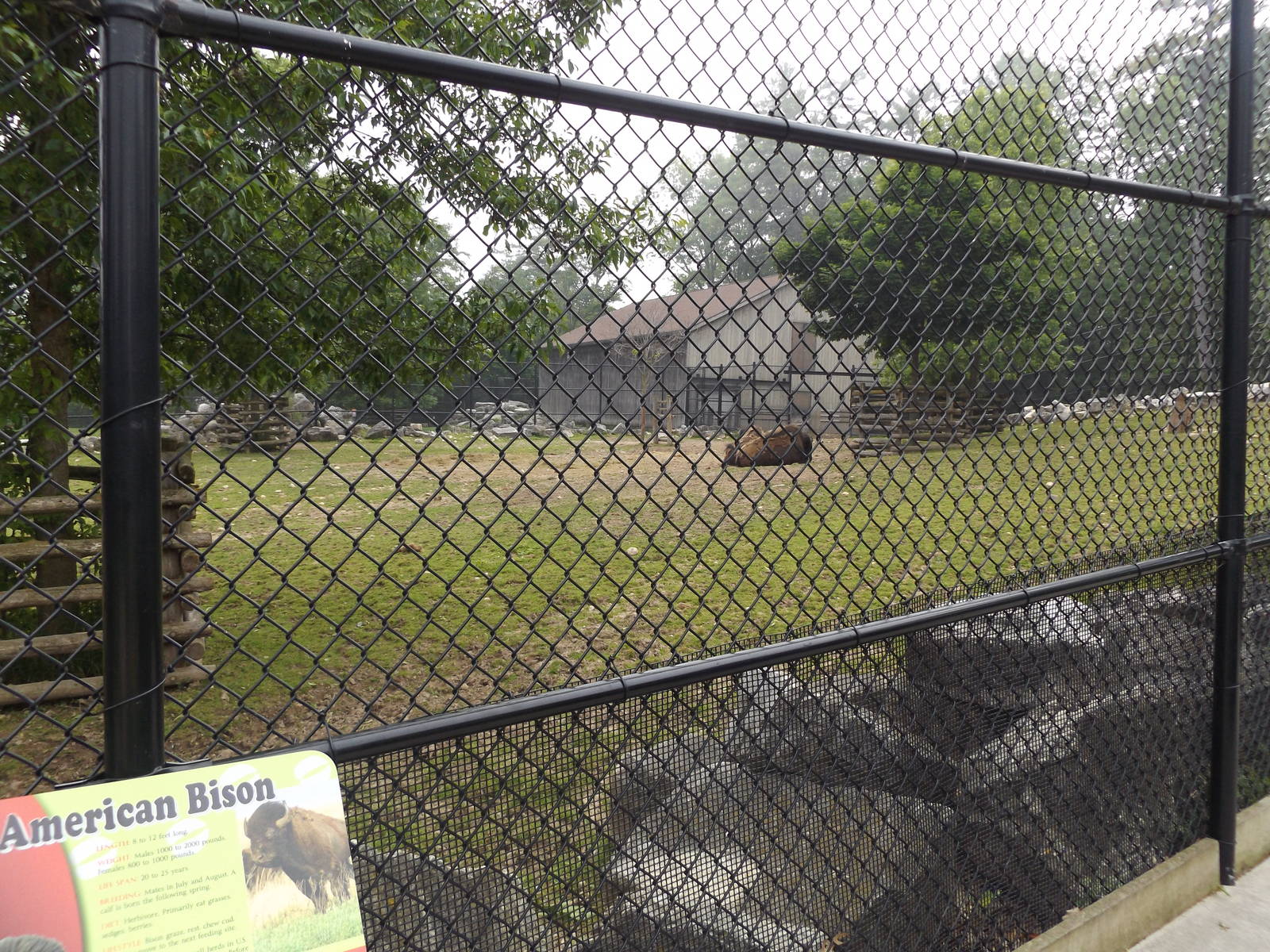 American Bison Exhibit and Info Sign