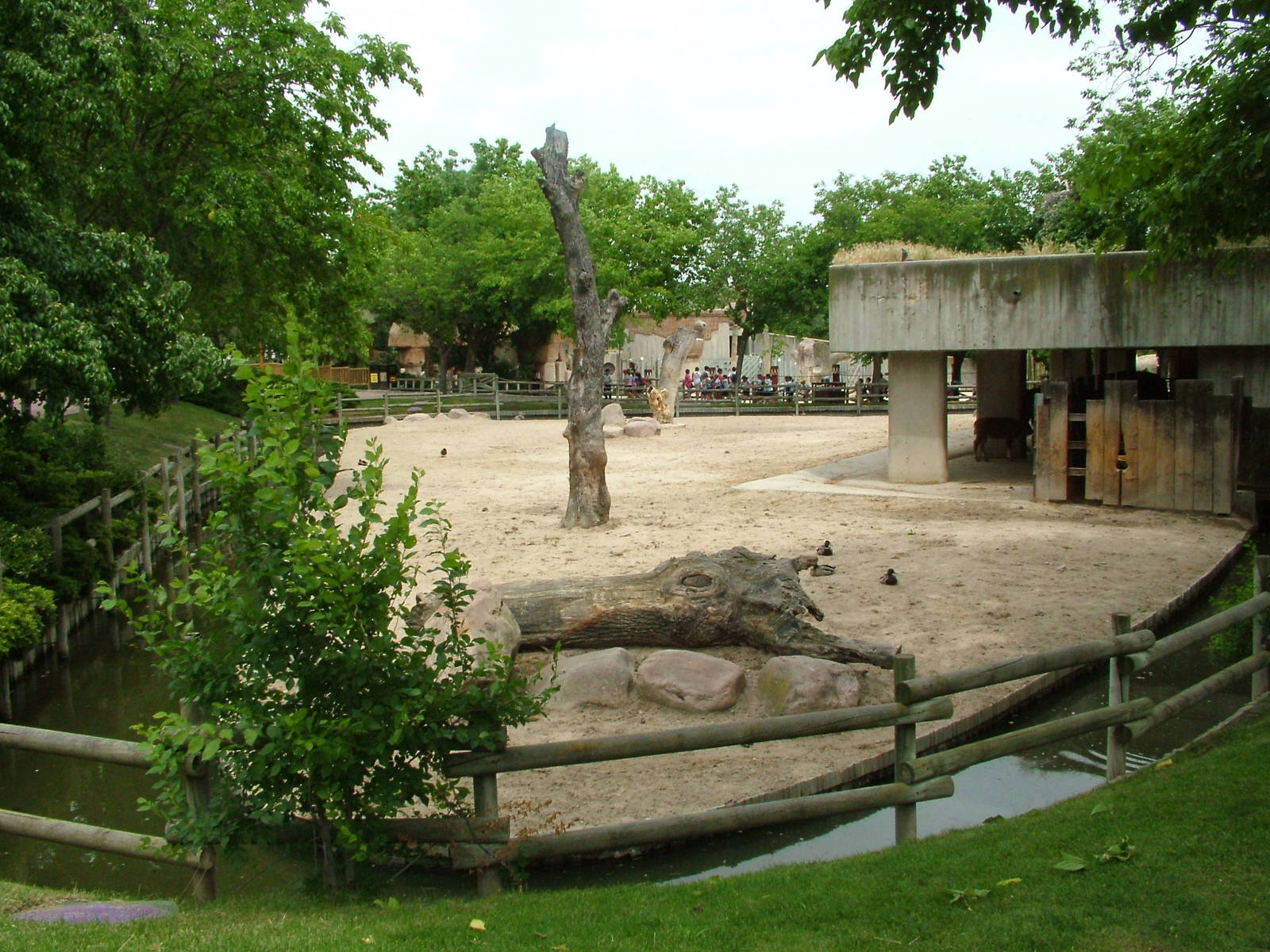 American Bison Exhibit at Madrid Zoo Aquarium, 26/05/11