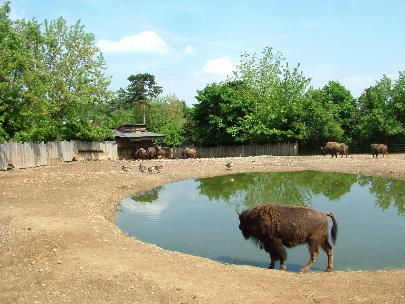 American Bison exhibit at Prague, 24/05/10