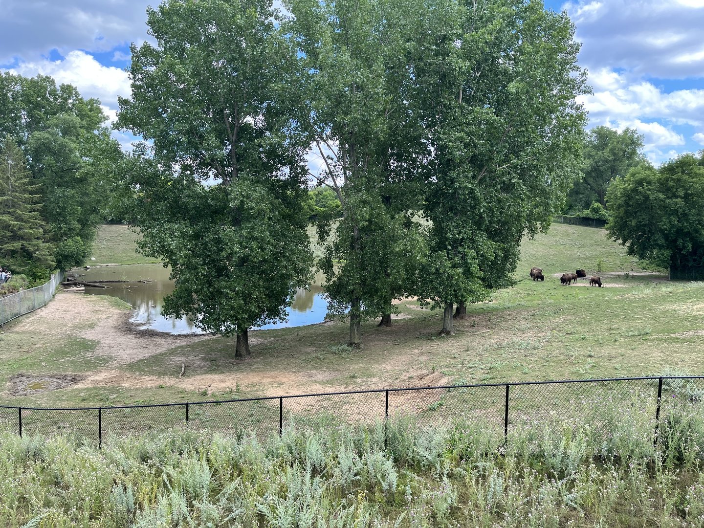 American Bison Exhibit from the Treetop Trail