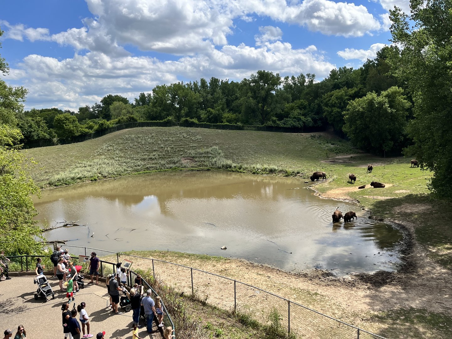 American Bison Exhibit from the Treetop Trail