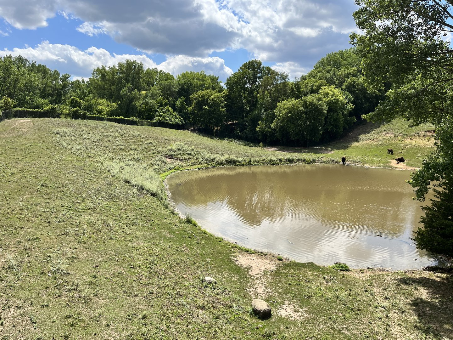 American Bison Exhibit from the Treetop Trail