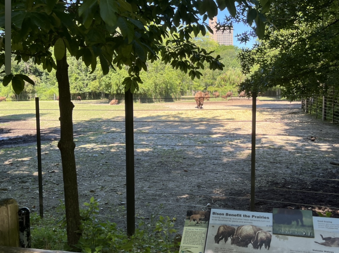 American Bison Exhibit(July 2022)