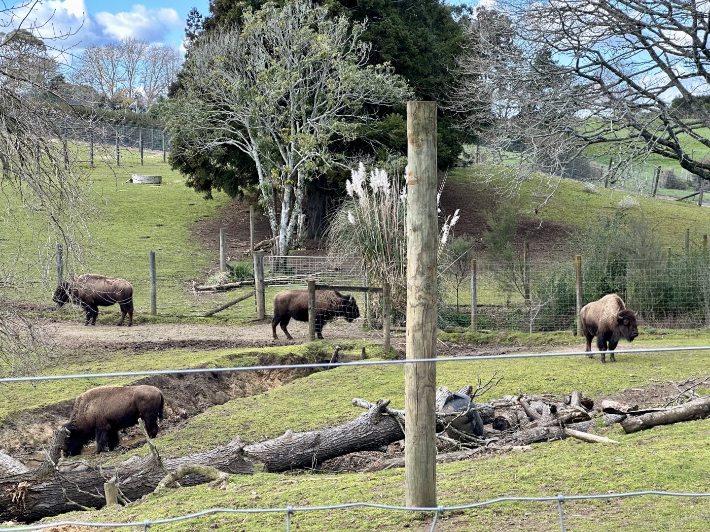American Bison Exhibit (New Track)