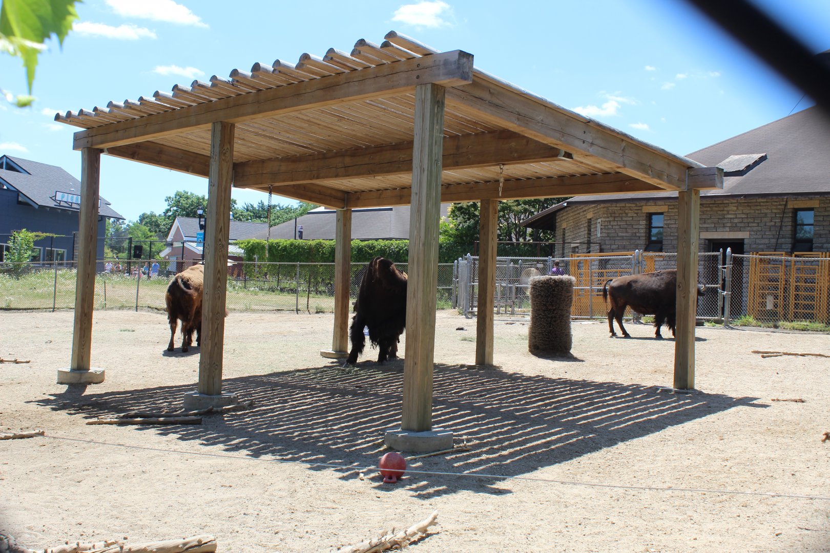 American Bison Exhibit - Northern Hoofstock Barn
