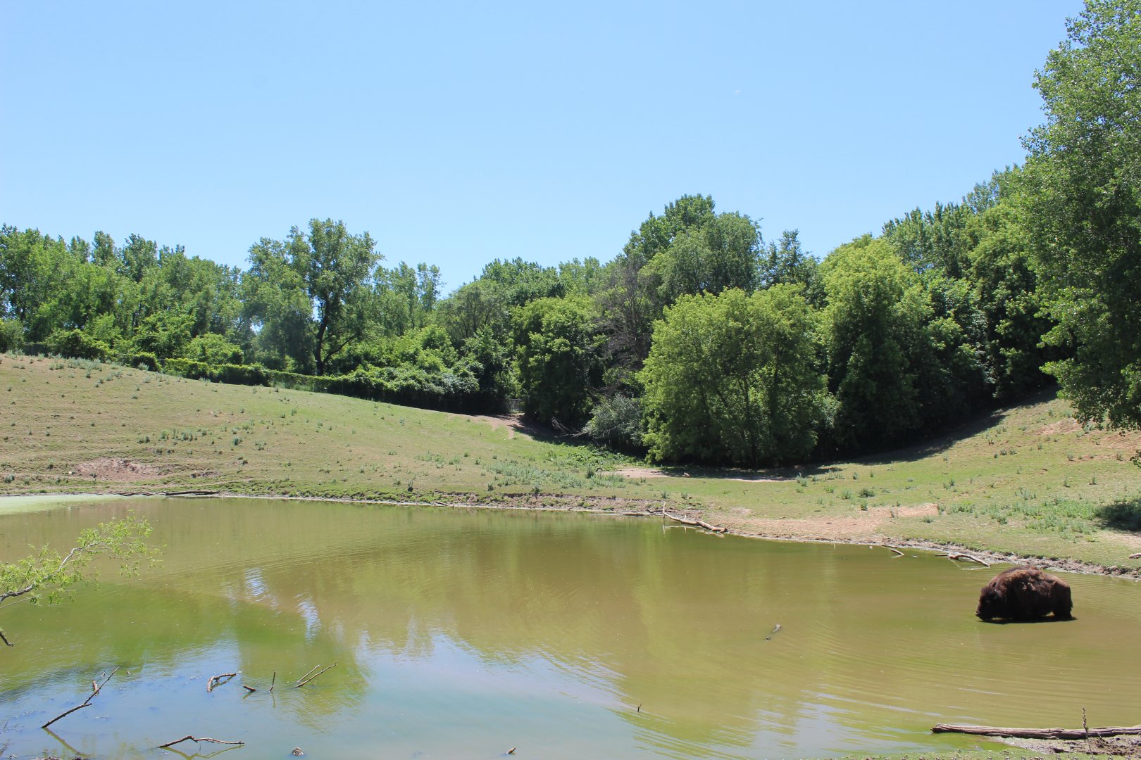 American Bison Exhibit - Northern Trail