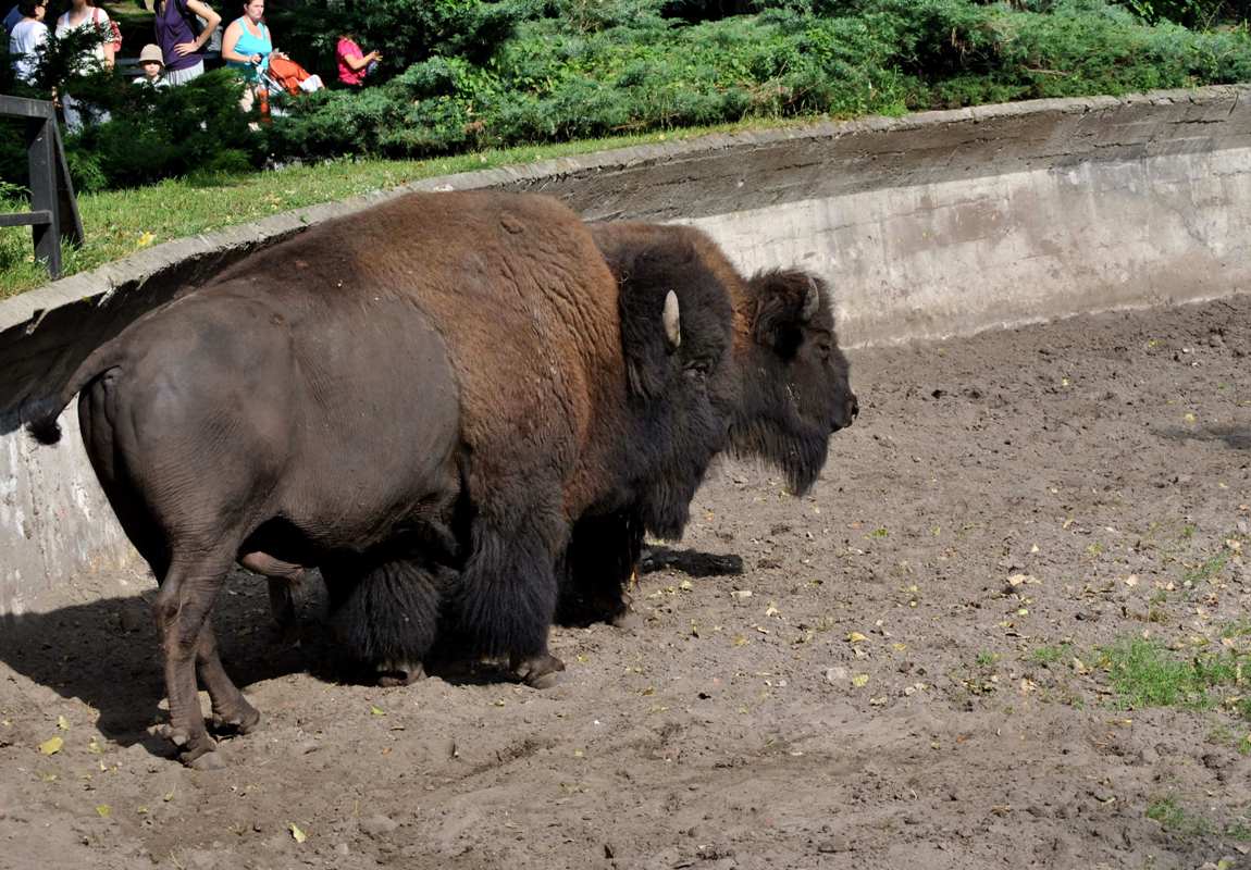 American Bison exhibit