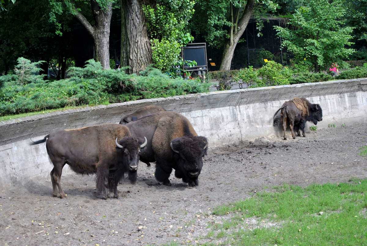 American Bison exhibit