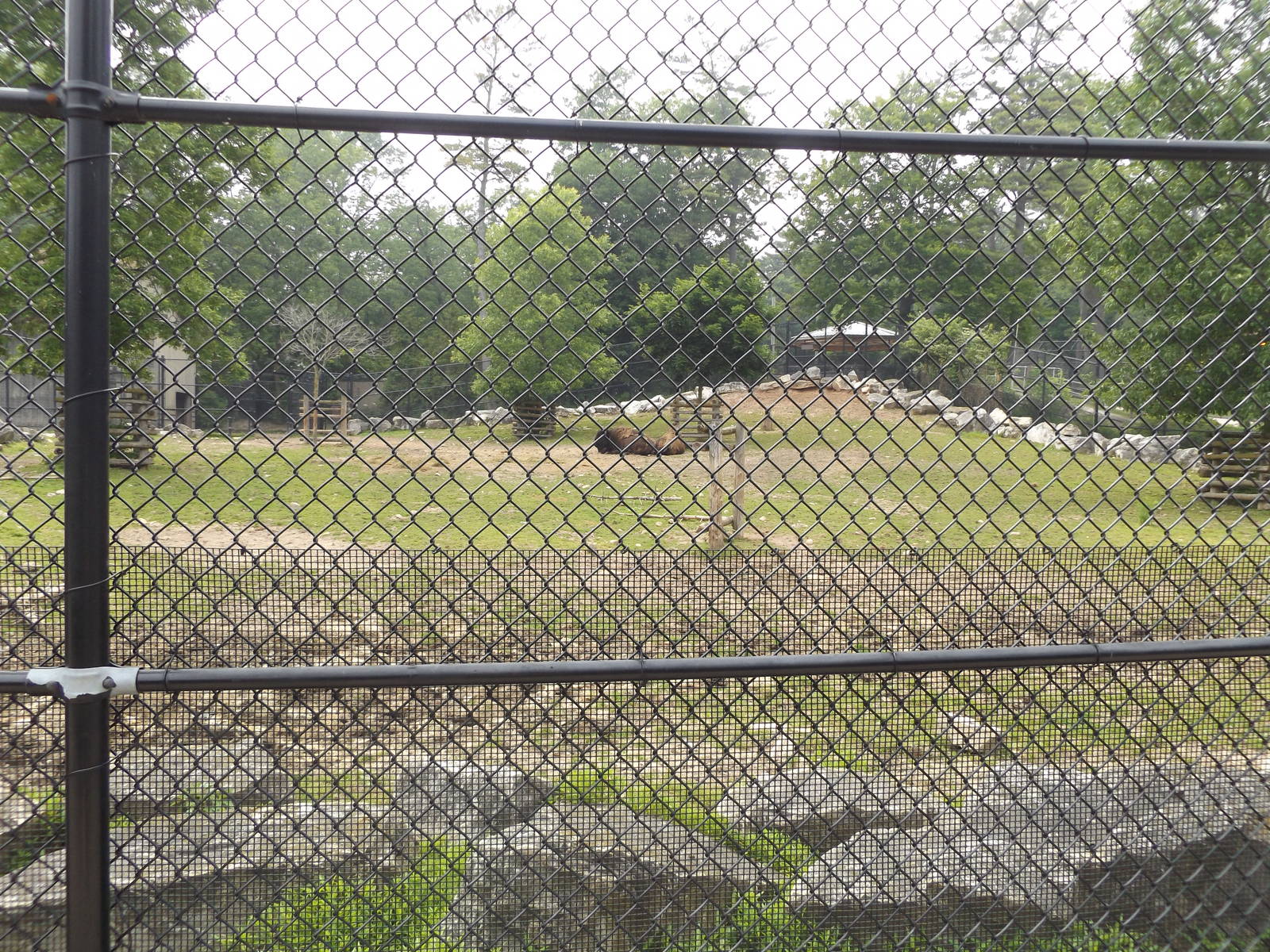 American Bison Exhibit