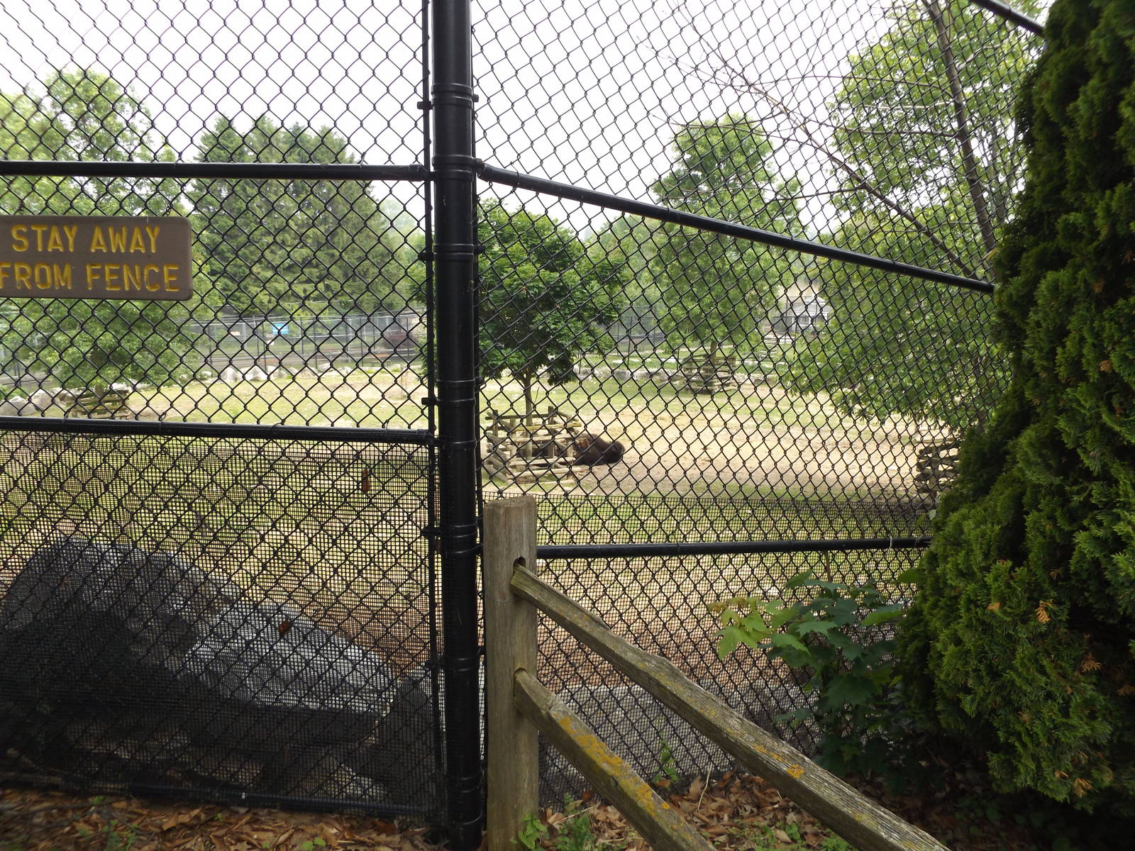 American Bison Exhibit