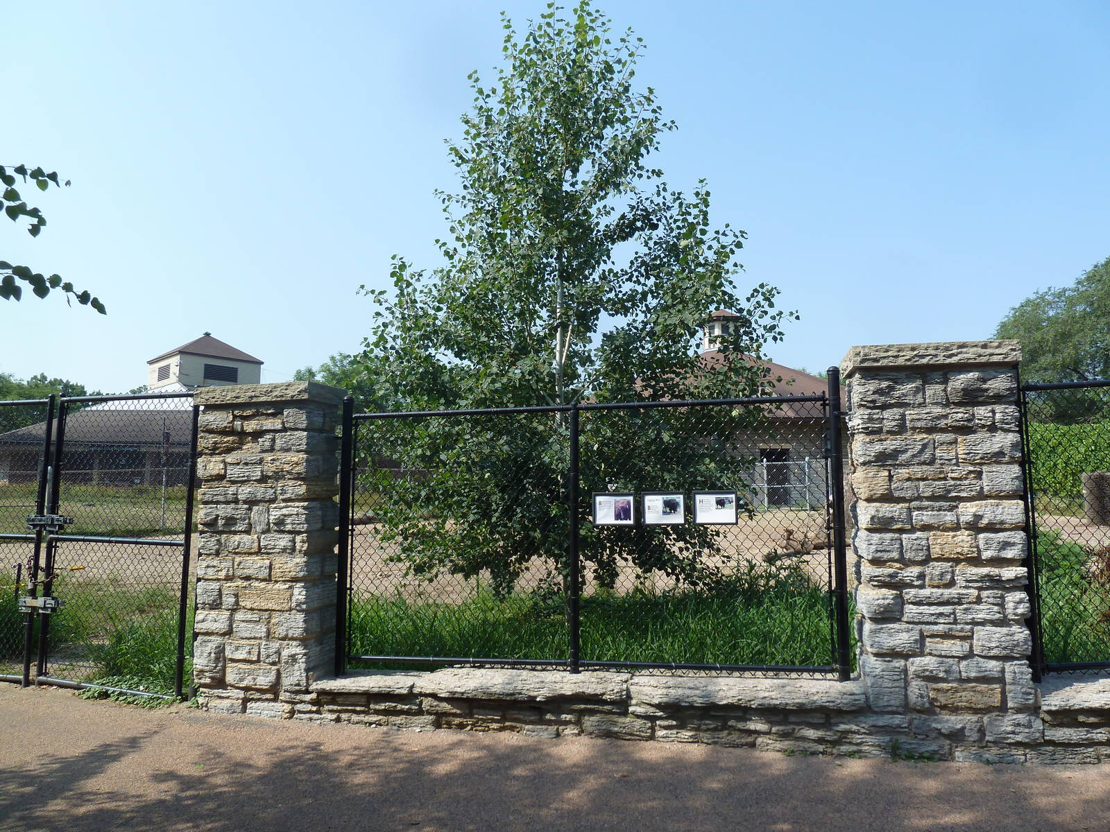 American Bison Exhibit