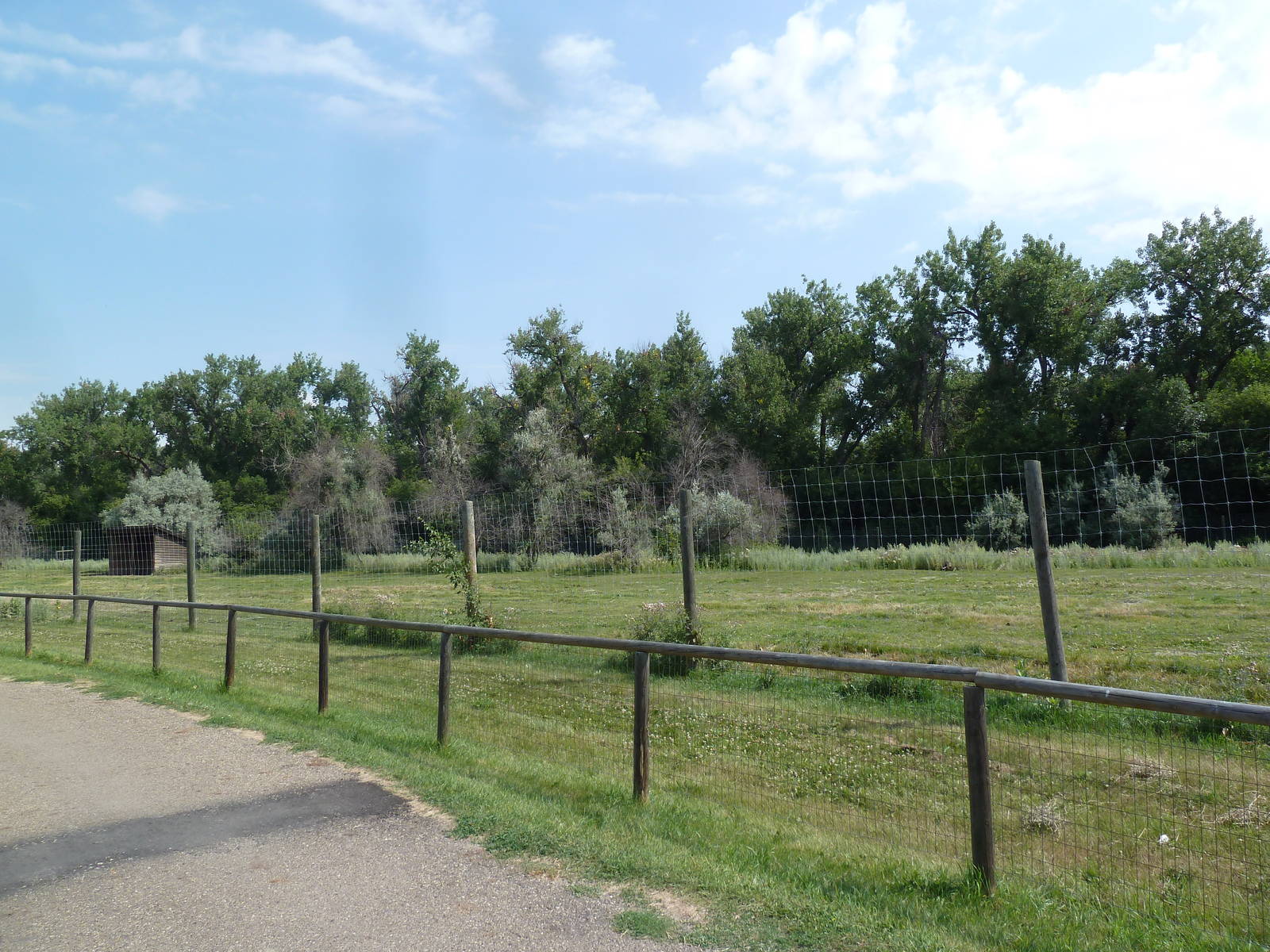 American Bison Exhibit
