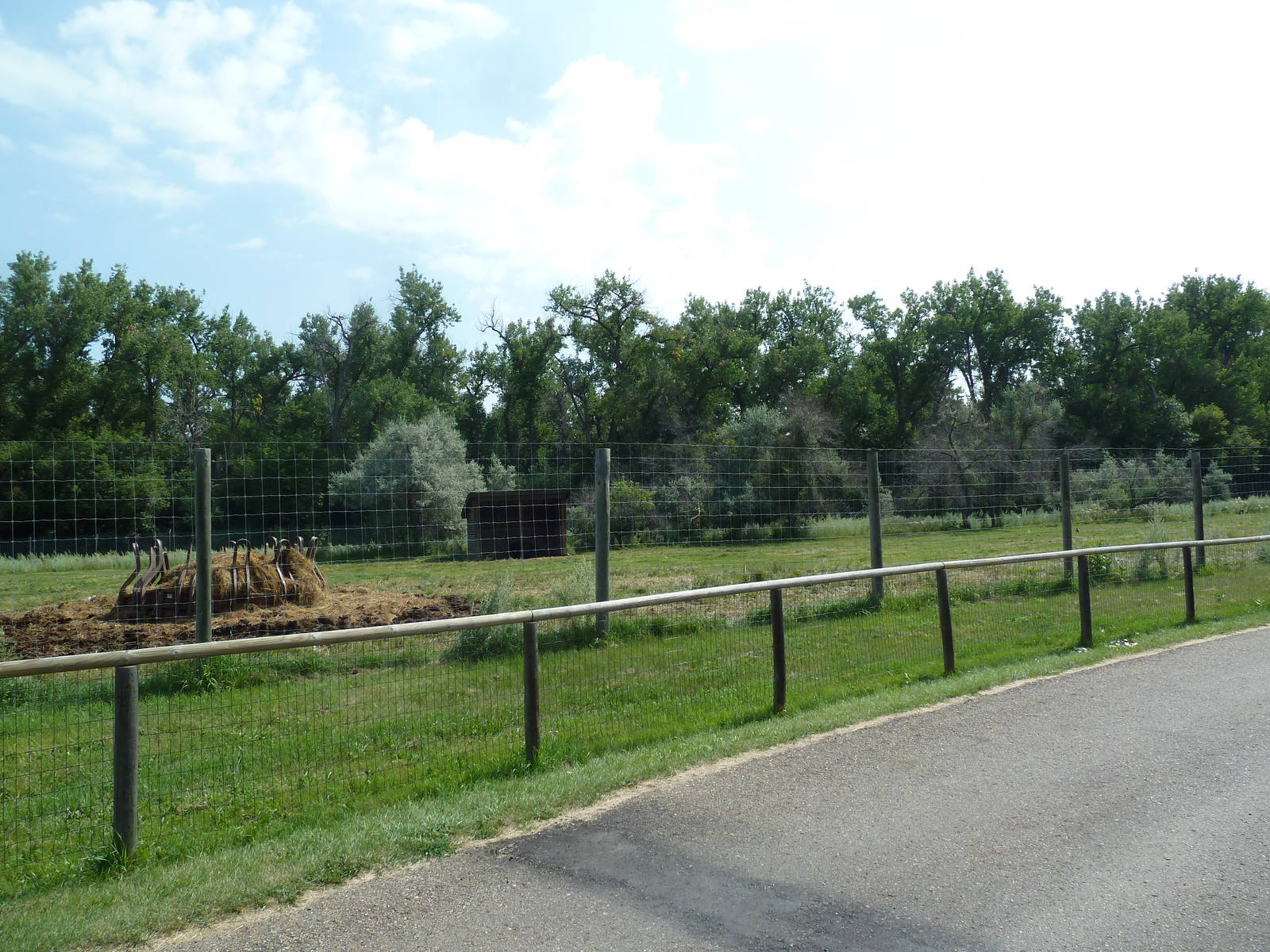 American Bison Exhibit