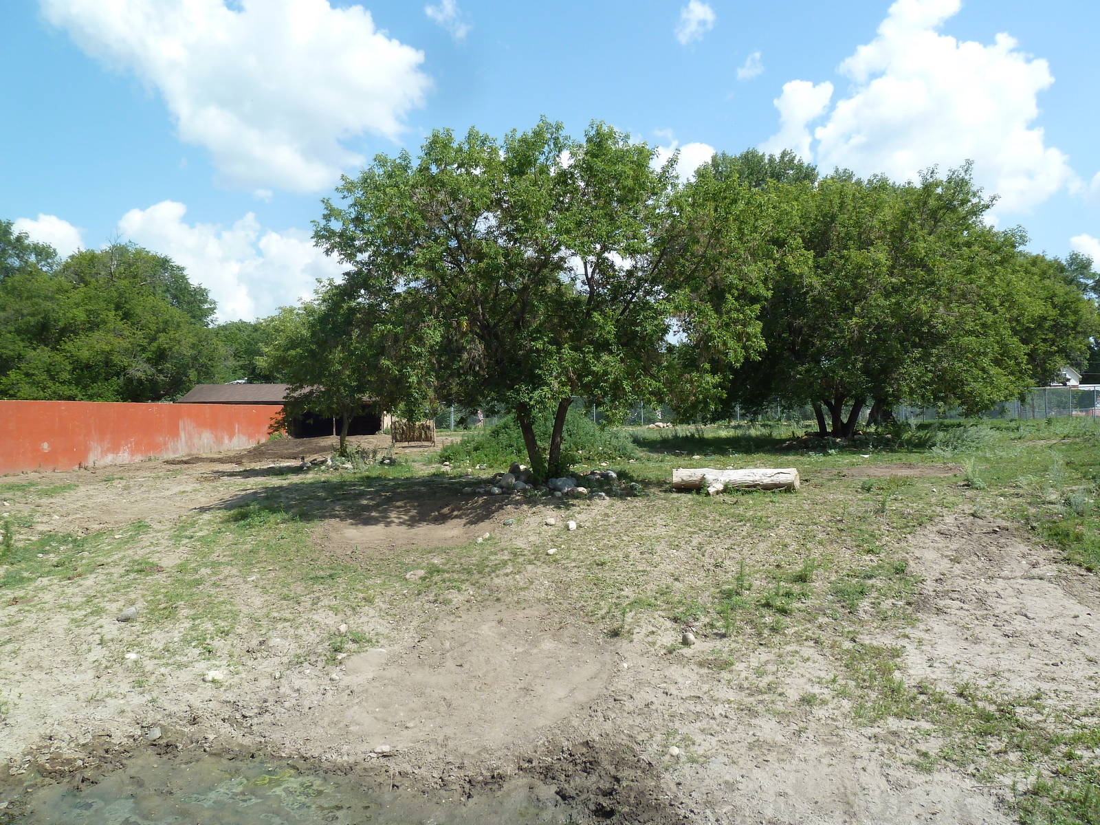 American Bison Exhibit