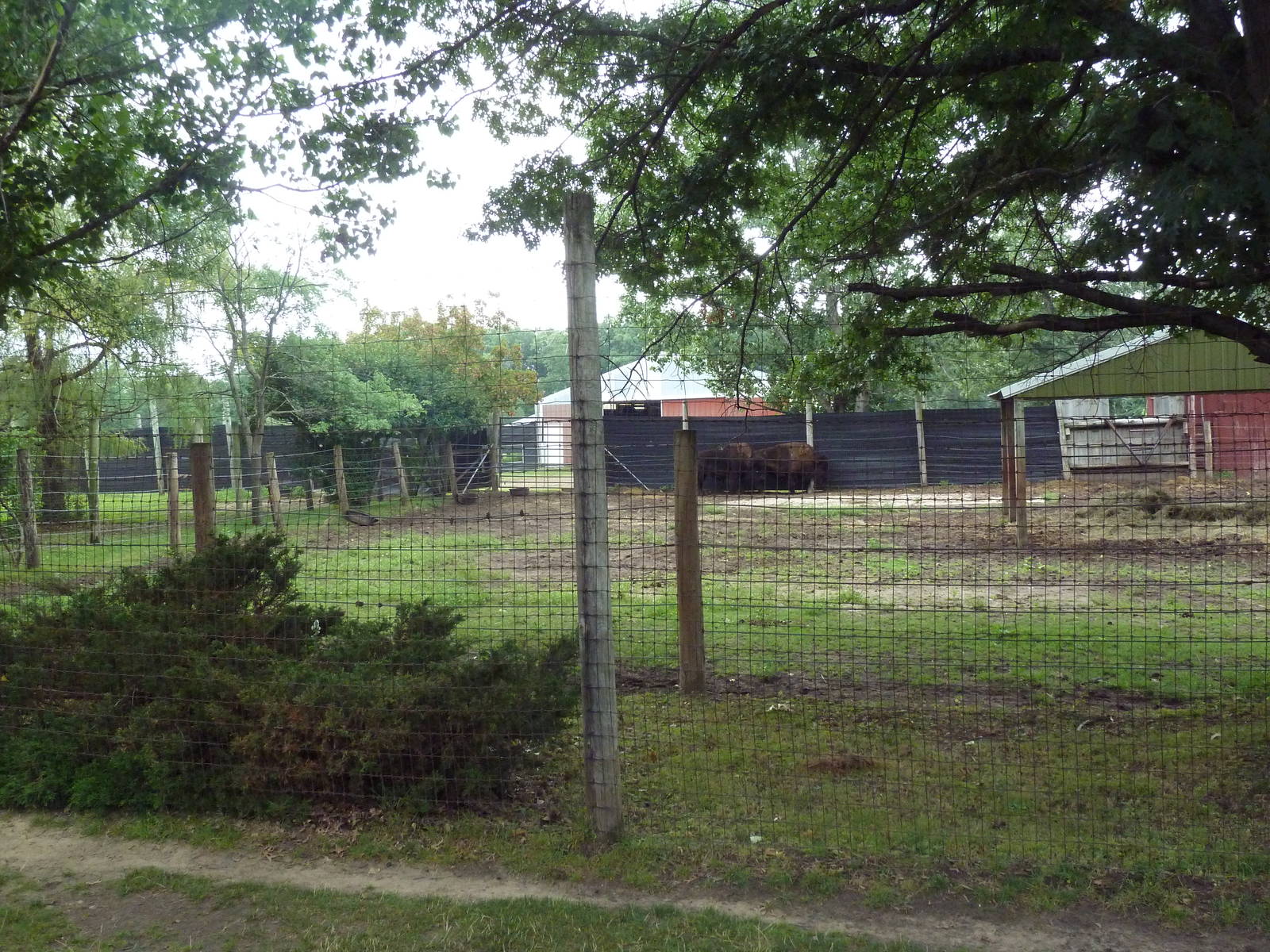 American Bison Exhibit