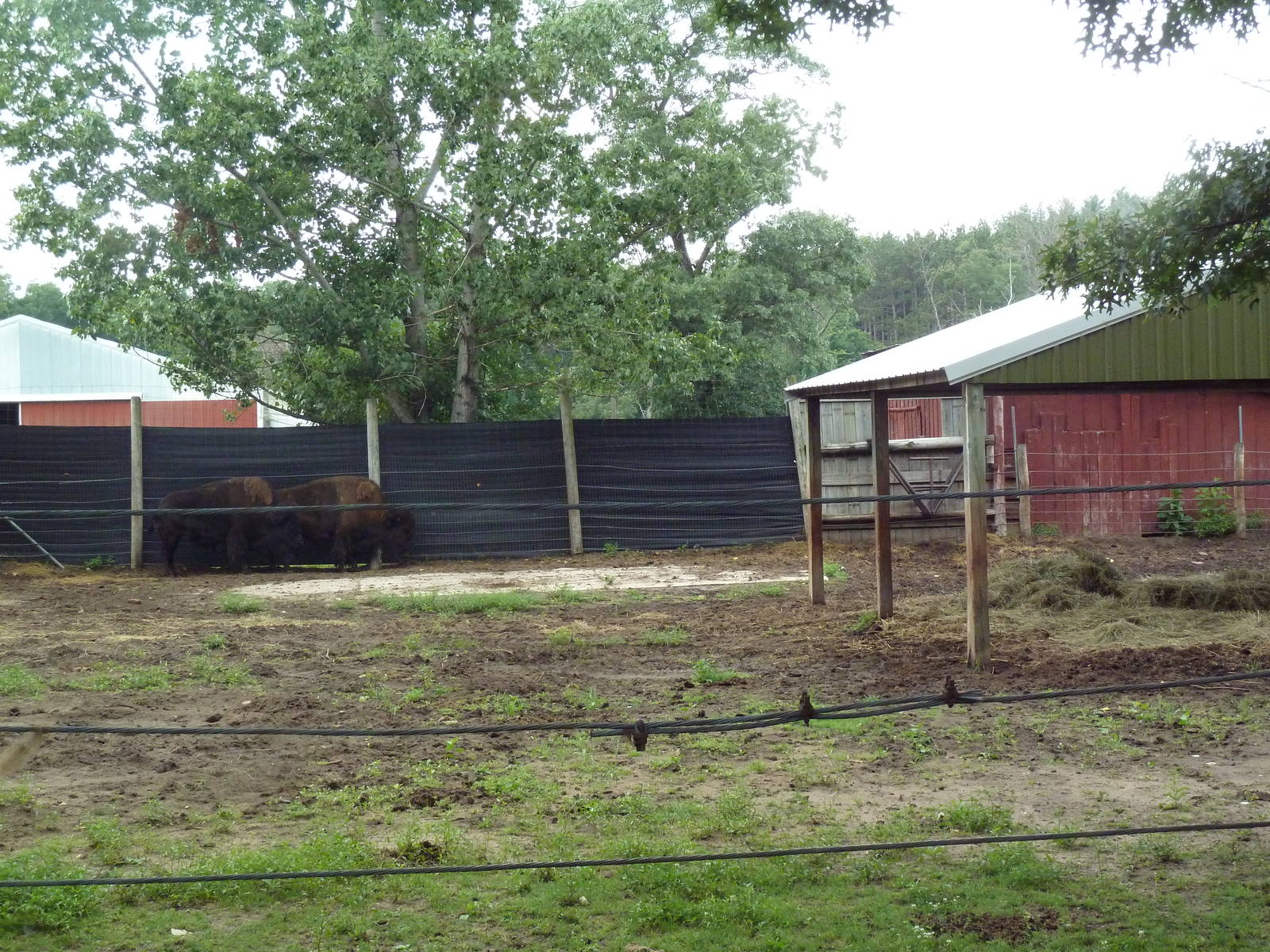 American Bison Exhibit