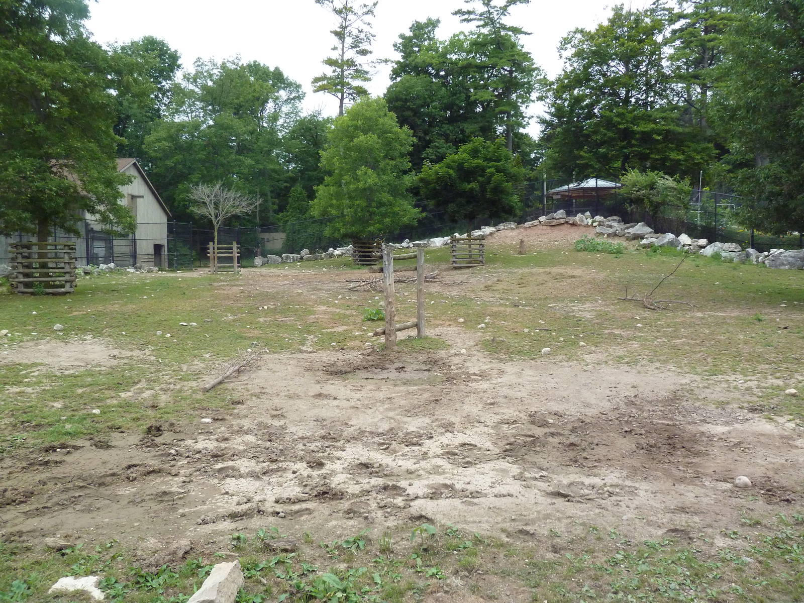 American Bison Exhibit
