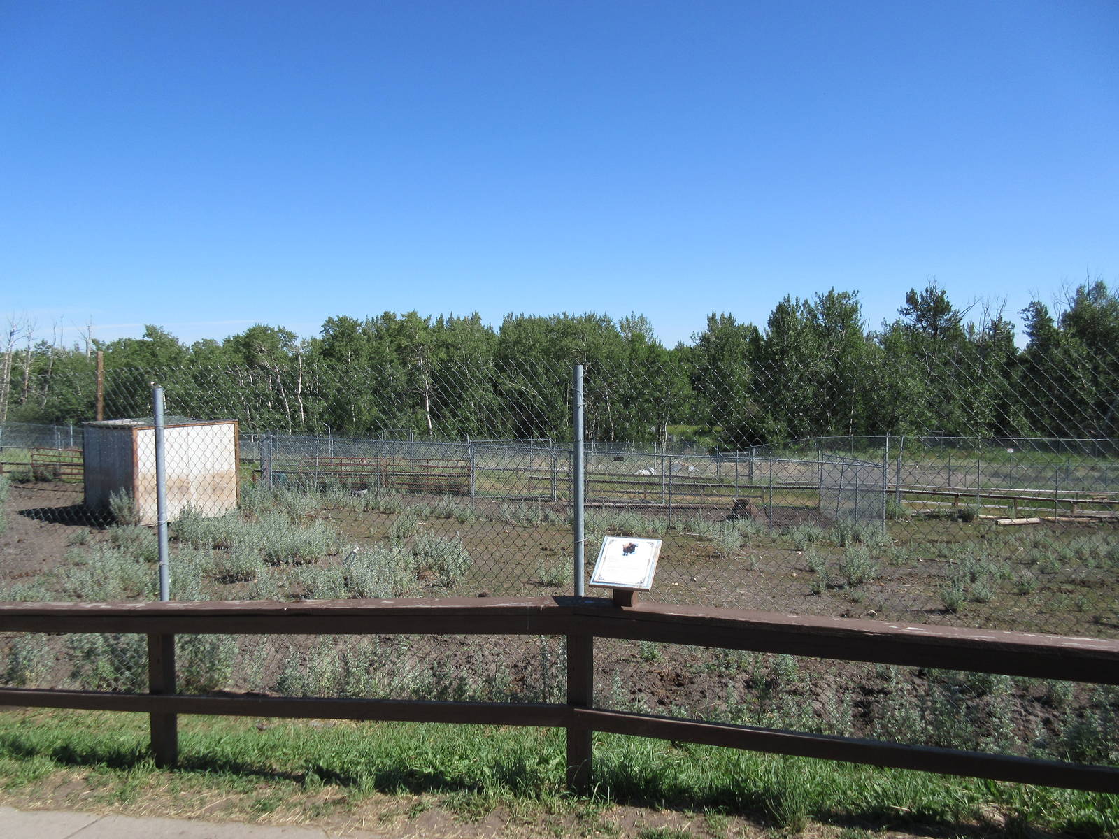 American Bison Exhibit