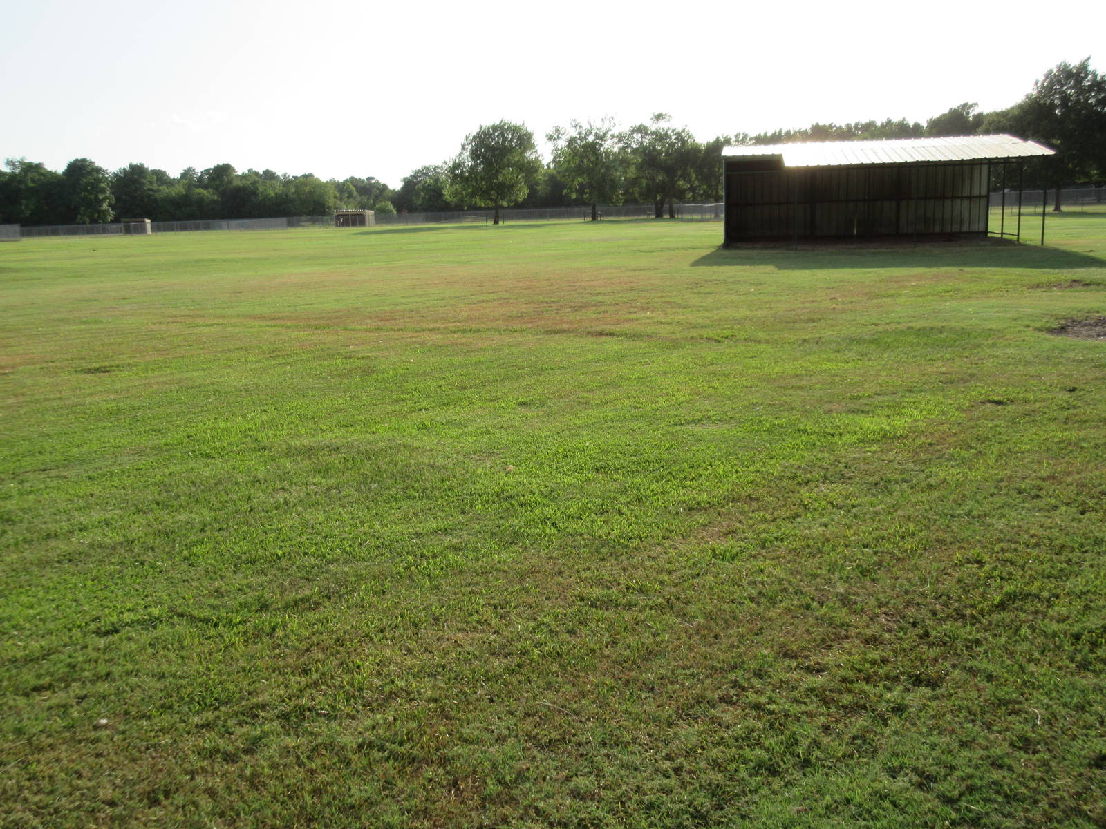American Bison Exhibit