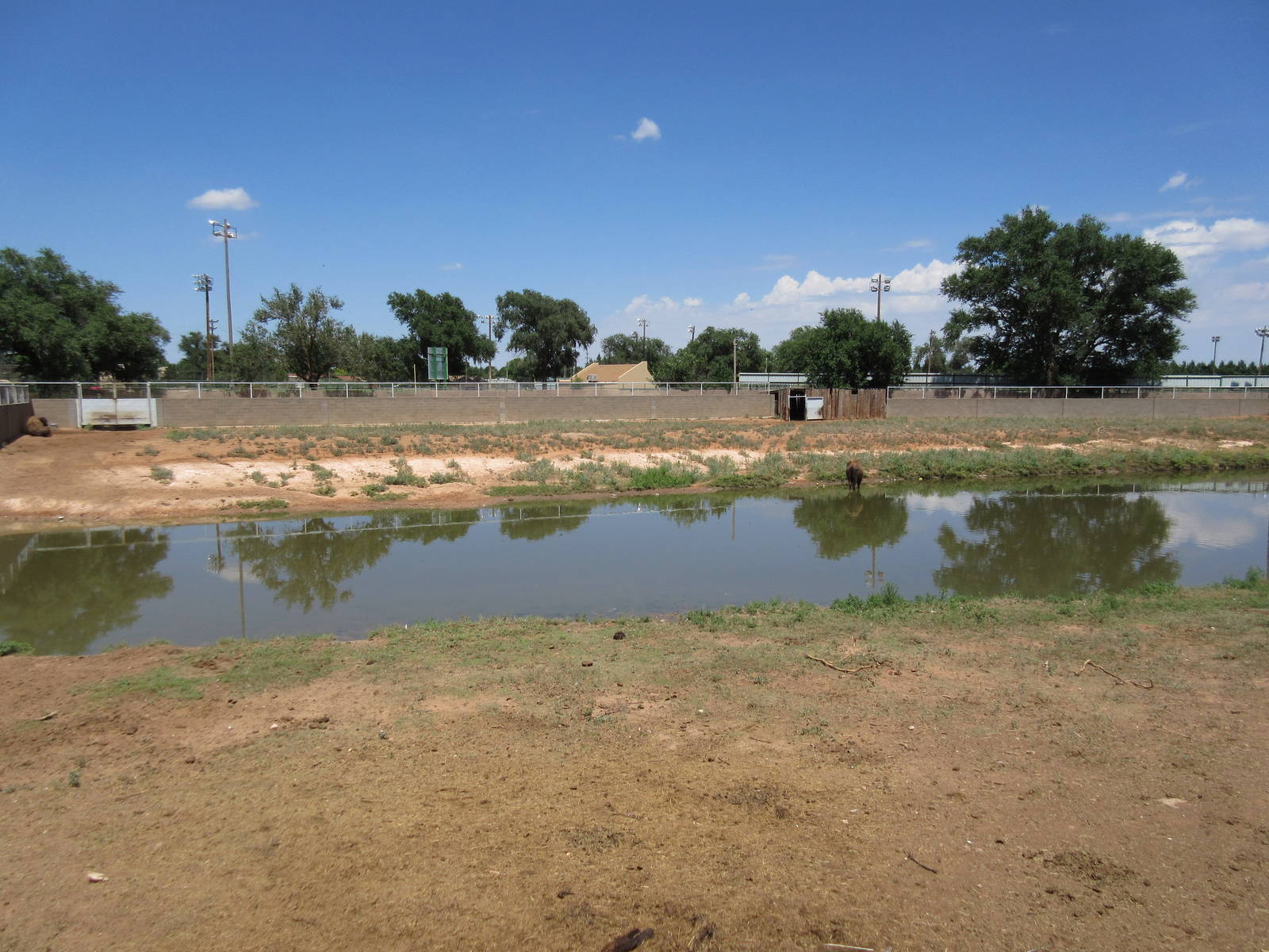 American Bison Exhibit