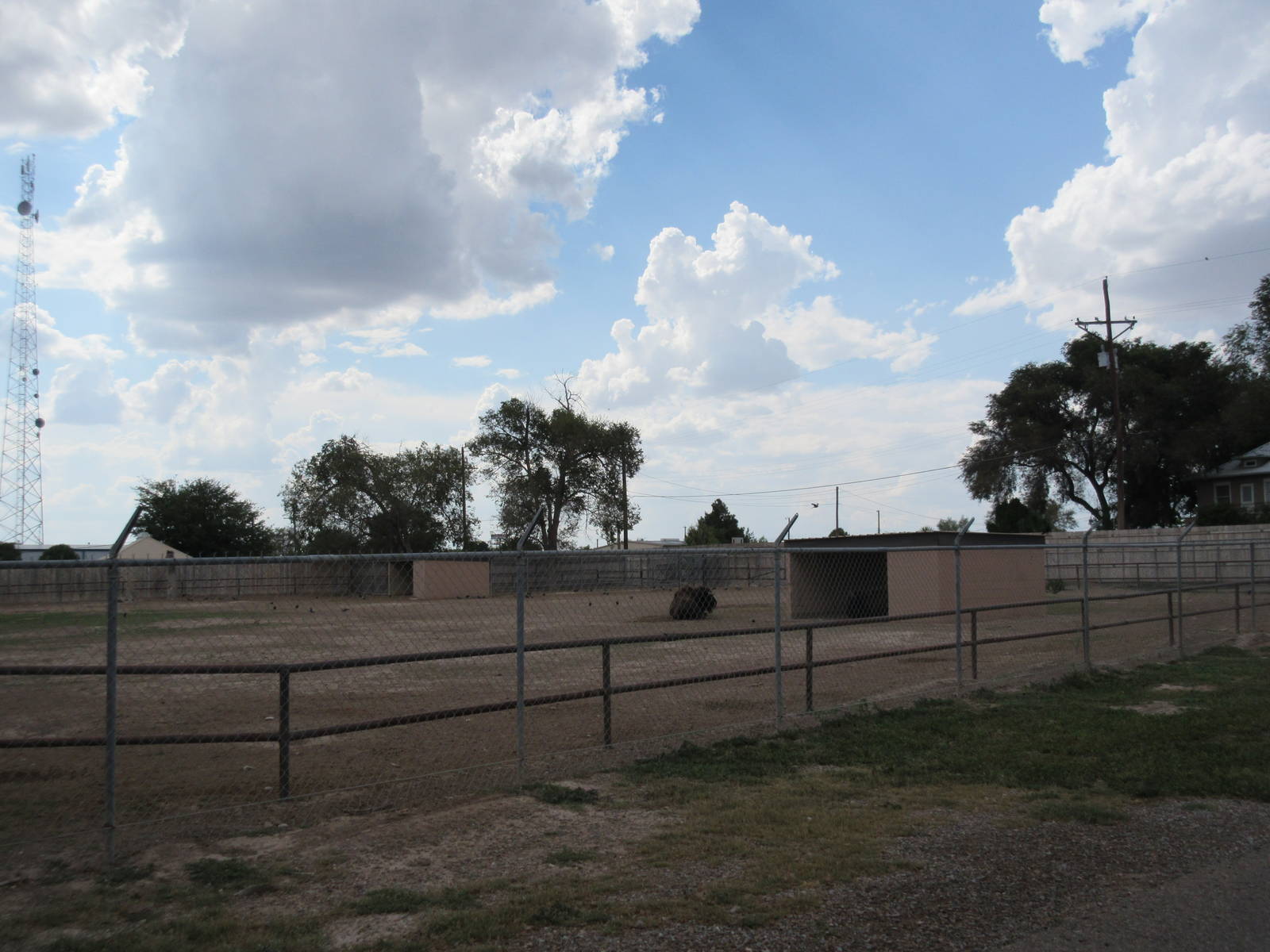 American Bison Exhibit